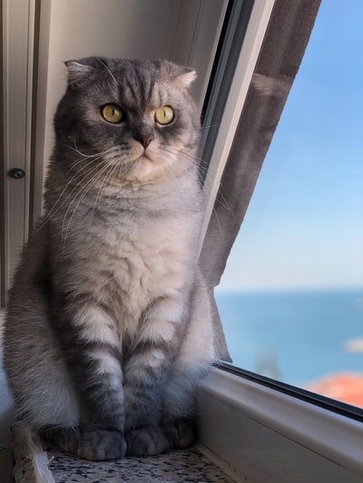 灰色和白色的猫看着窗外
